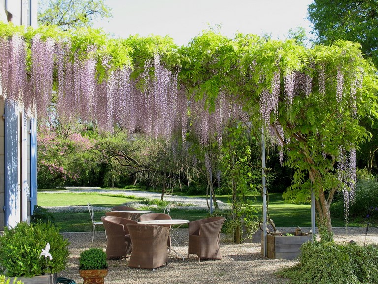 Wisteria in blossom shading the West patio