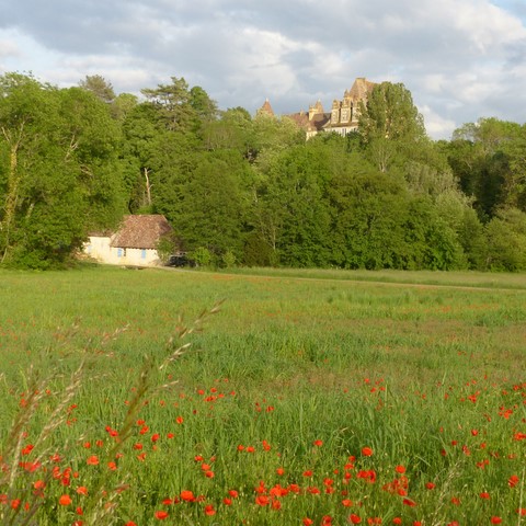 Coquelicots à Lanquais
