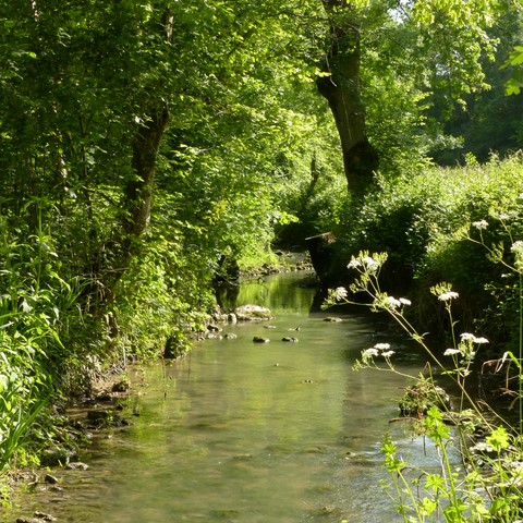 Riviere au printemps